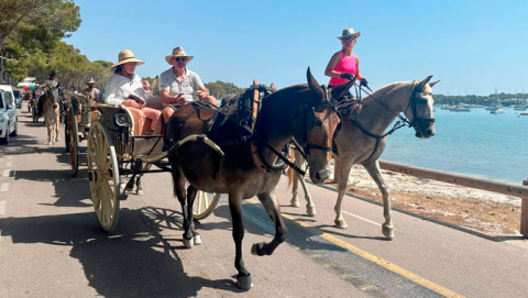Els carros tornen a ser protagonistes en la tradicional anada a Cala Marçal de Portocolom