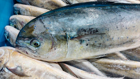 La temporada de pesca de la llampuga comença aquest dimarts, 25 d’agost, a les Illes Balears