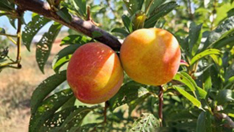 Agricultura posa en valor les varietats locals de fruiters de les Illes Balears
